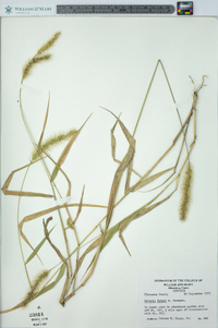 Setaria faberi image