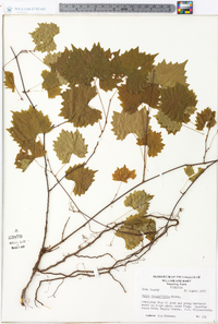 Vitis rotundifolia image