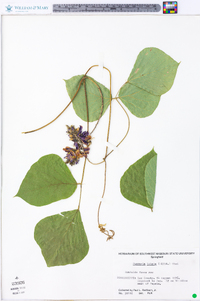 Pueraria montana image