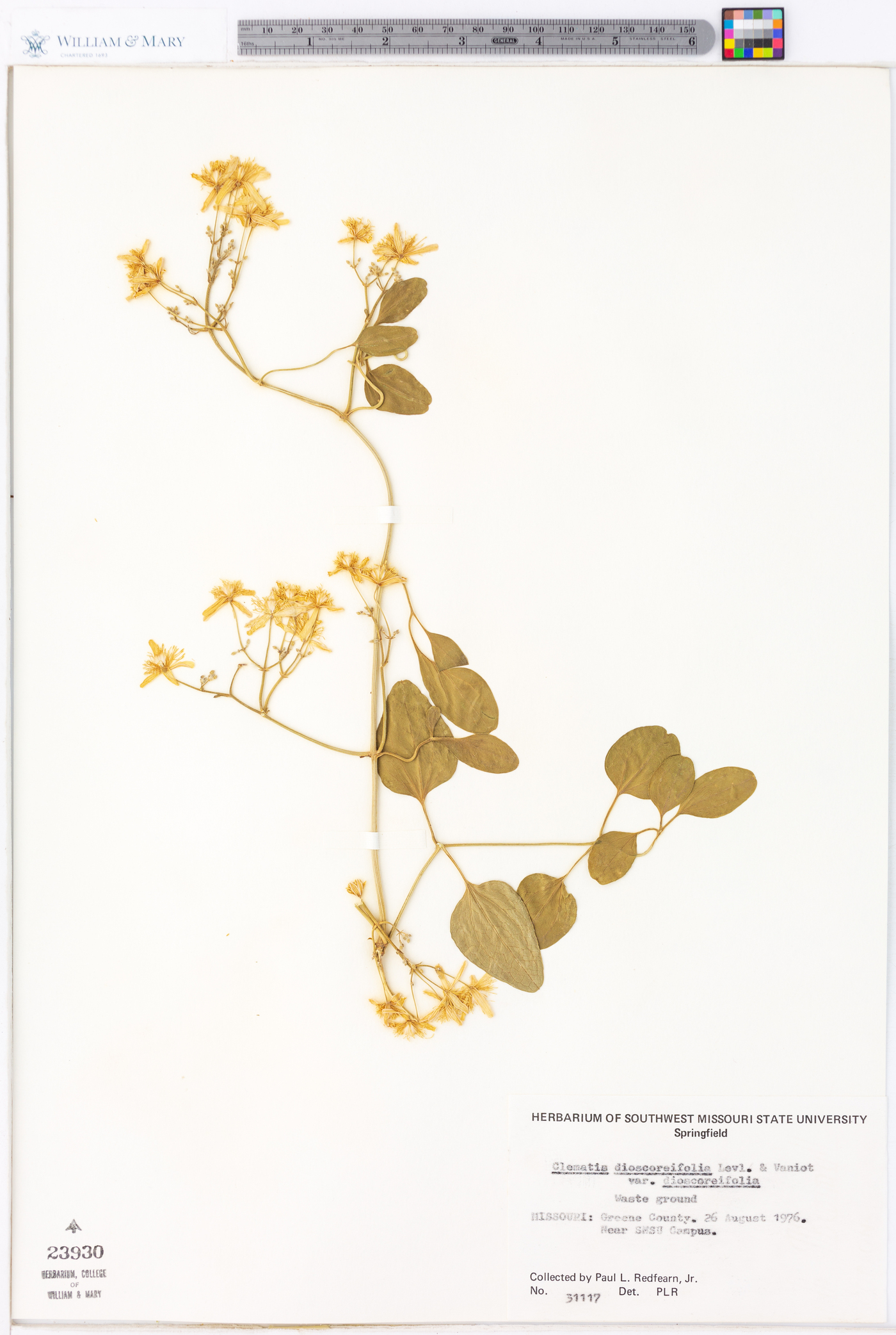 Clematis dioscoreifolia var. dioscoreifolia image