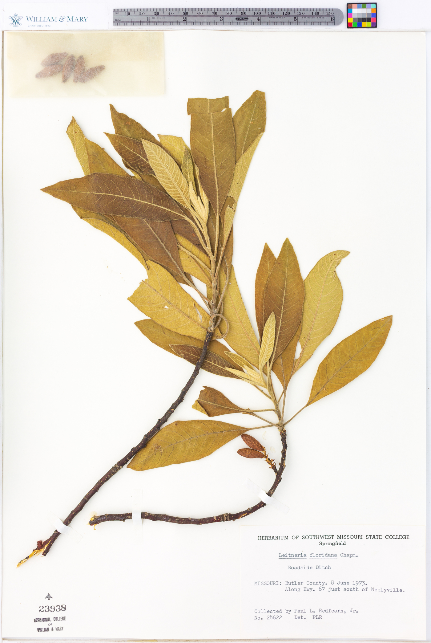 Leitneria floridana image