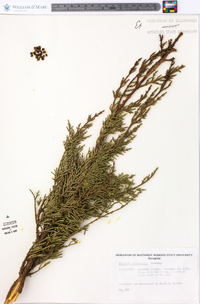 Cupressus macrocarpa image