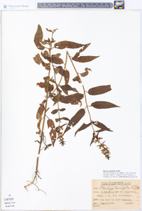 Stachys tenuifolia image