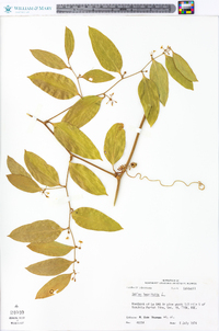 Smilax laurifolia image