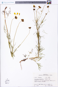 Thelesperma filifolium image