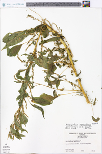 Amaranthus cannabinus image