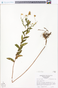 Symphyotrichum patens var. patens image