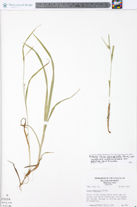 Carex planispicata image