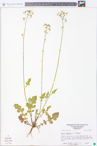 Youngia japonica image