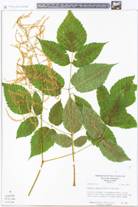 Aruncus dioicus image