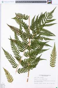 Dryopteris celsa image