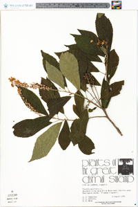 Clethra alnifolia image