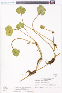 Hydrocotyle ranunculoides image