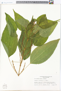 Image Associated With the Occurence