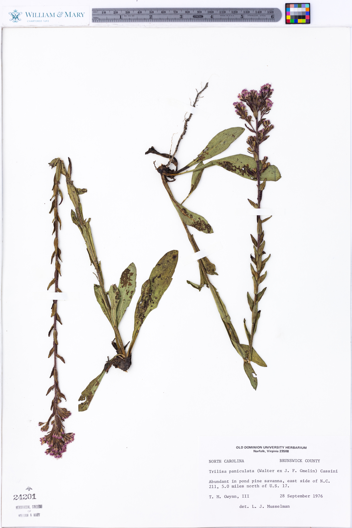 Trilisa paniculata image