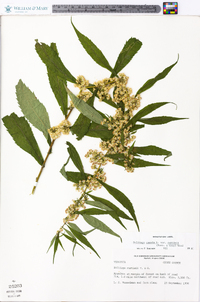 Solidago caesia var. curtisii image