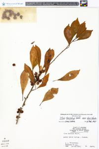 Ilex decidua var. decidua image