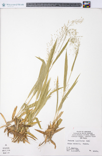 Panicum laxiflorum image