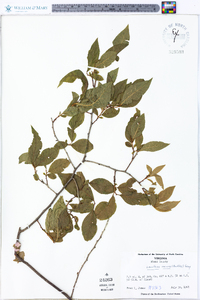 Leucothoe recurva image