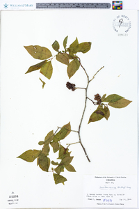 Leucothoe recurva image