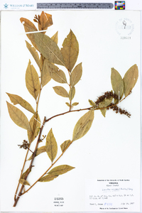 Leucothoe recurva image