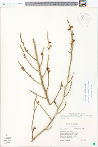 Hamamelis vernalis image