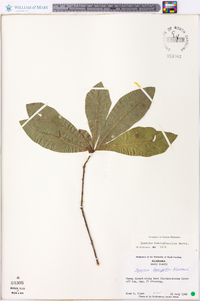 Quercus hemisphaerica image