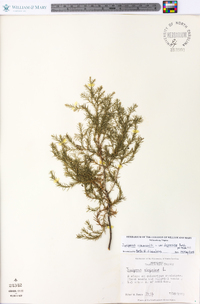 Juniperus communis var. depressa image