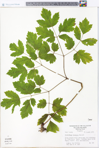 Actaea racemosa image