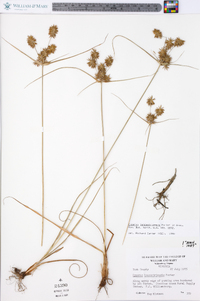 Cyperus lancastriensis image