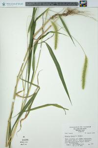 Setaria faberi image