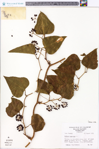 Smilax bona-nox image