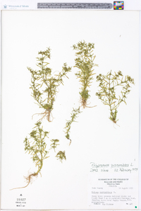 Polypremum procumbens image