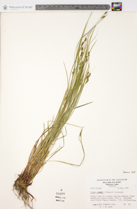 Carex swanii image