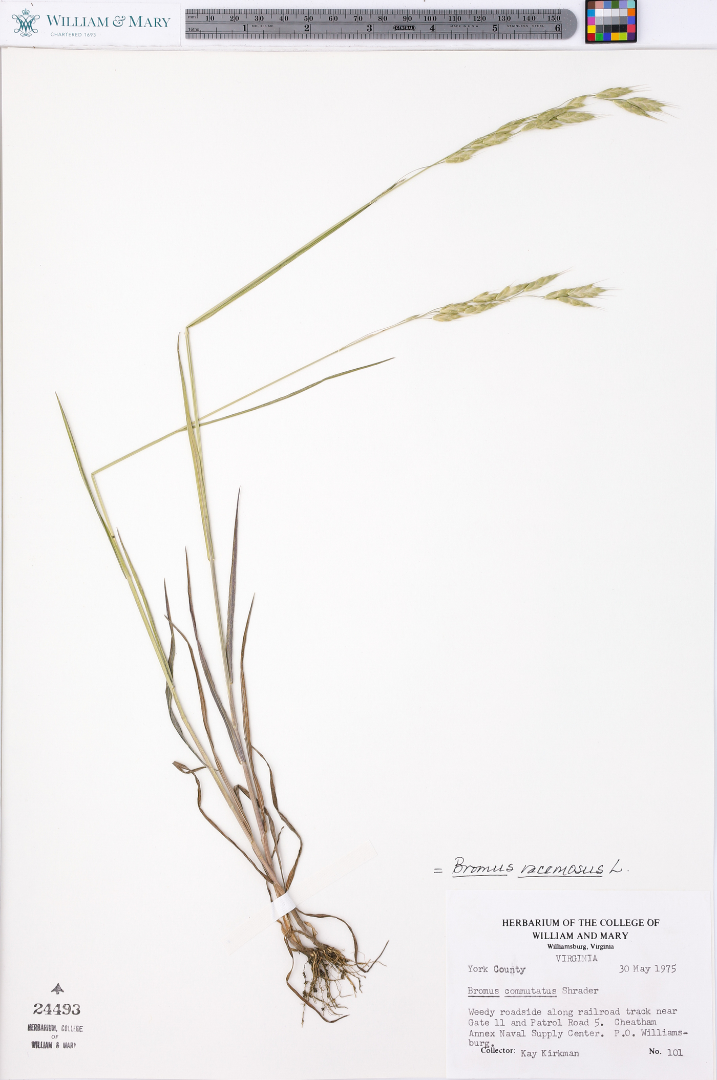 Bromus racemosus image