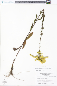 Solidago nemoralis var. nemoralis image