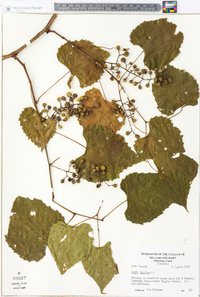 Vitis vulpina image