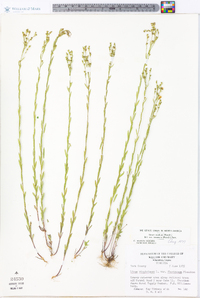 Linum medium var. texanum image