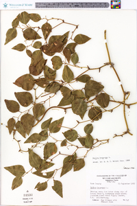 Smilax bona-nox image