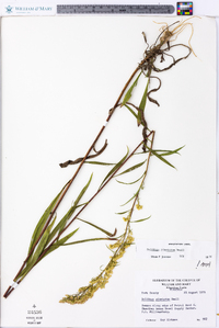 Solidago pinetorum image