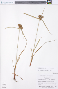 Cyperus echinatus image