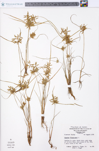 Cyperus flavescens image