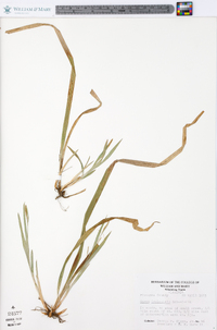 Carex laxiculmis image