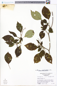 Cornus alternifolia image