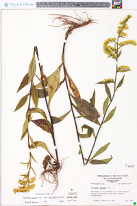 Solidago arguta var. caroliniana image