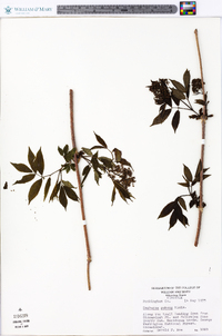 Sambucus racemosa subsp. racemosa image