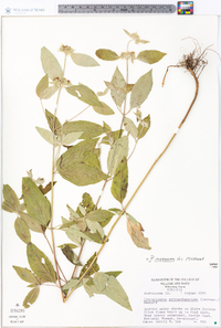 Pycnanthemum incanum image