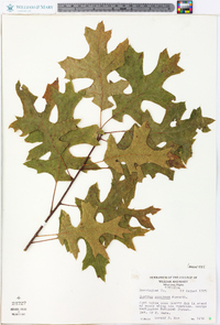 Quercus coccinea image