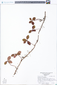 Gaultheria procumbens image