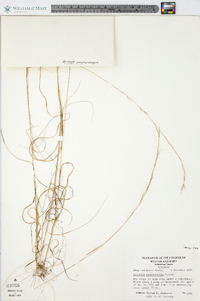 Aristida purpurascens image